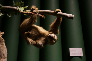 アマゾンの哺乳類＠アマゾン起源のナマケモノ、ホフマンナマケモノ（Choloepus hoffmanni）