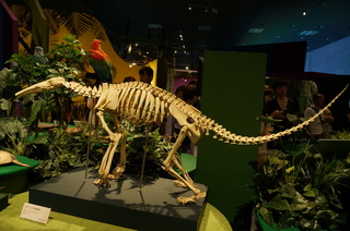 アマゾンの哺乳類＠アマゾン起源のオオアリクイの骨格標本