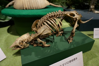 アマゾンの哺乳類＠アマゾン起源のアルマジロの骨格標本