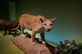 アマゾンの哺乳類＠アマゾンに進出した哺乳類、ピューマ(Puma)