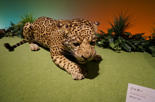 アマゾンの哺乳類＠アマゾンに進出した哺乳類、ジャガー