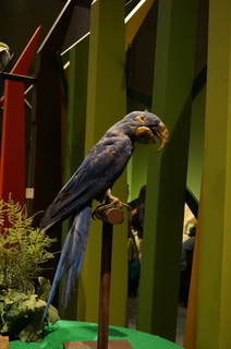 アマゾンの鳥類＠コンゴウインコの仲間、スミレコンゴウインコ