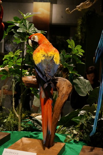 アマゾンの鳥類＠コンゴウインコの仲間、コンゴウインコ（Ara macao）