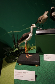 アマゾンの鳥類＠アマゾン特有の鳥、クロエリセイタカシギ