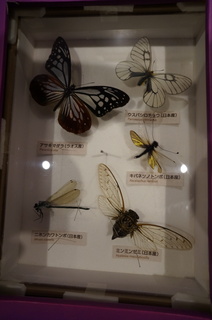 アマゾンの昆虫＠アマゾン特有のチョウ・ガ、日本のチョウとトンボ、セミの比較標本
