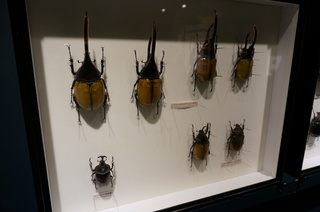 アマゾンの昆虫＠アマゾンの巨大カブトムシ、ヘラクレスオオカブトムシの標本