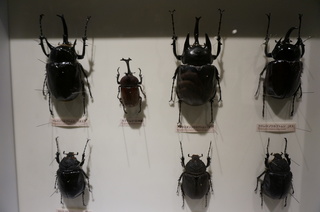 アマゾンの昆虫＠アマゾンの巨大カブトムシの標本