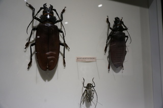 アマゾンの昆虫＠アマゾンの巨大カミキリムシ、タイタンオオウスバカミキリの標本
