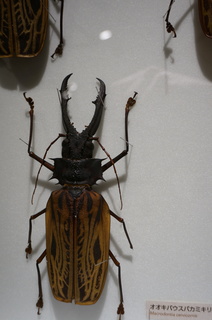 アマゾンの昆虫＠アマゾンの巨大カミキリムシ、オオキバウスバカミキリ