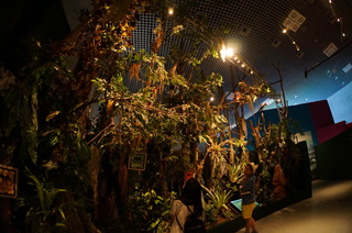 国立科学博物館、大アマゾン展＠アマゾンのジャングル