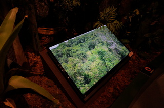 国立科学博物館、大アマゾン展＠アマゾンのジャングル、映像