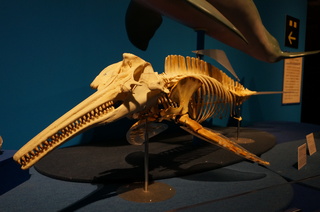 国立科学博物館＠アマゾン川の生き物展、アマゾンカワイルカの全身骨格