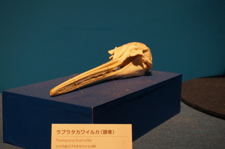 国立科学博物館＠アマゾン川の生き物展、ラプラタカワイルカの頭骨（Pontoporia brainvillei）