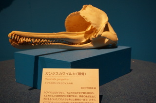 国立科学博物館＠アマゾン川の生き物展、ガンジスカワイルカの頭骨（Platanista gangetica）
