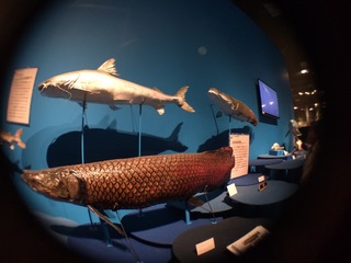 国立科学博物館＠アマゾン川の生き物展、巨大な淡水魚の標本