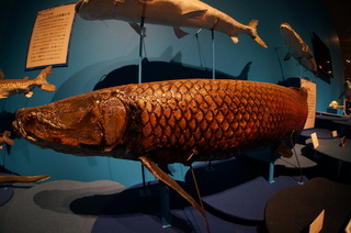 国立科学博物館＠アマゾン川の生き物展、巨大な淡水魚、ピラルクー