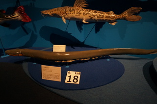 国立科学博物館＠アマゾン川の生き物展、巨大な淡水魚、デンキウナギ