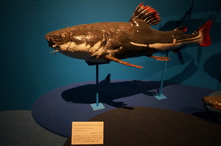 国立科学博物館＠アマゾン川の生き物展、巨大な淡水魚、レッドテール・キャットフィッシュ