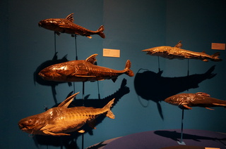 国立科学博物館＠ナマズ類の宝庫アマゾン、巨大な淡水魚、ナマズ、キャットフィッシュの標本・展示