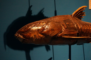 国立科学博物館＠アマゾン川の生き物展、巨大な淡水魚、オキシドラスの頭部