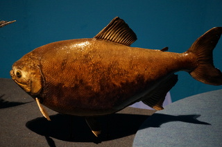 国立科学博物館＠アマゾン川の生き物展、巨大な淡水魚、コロソマ