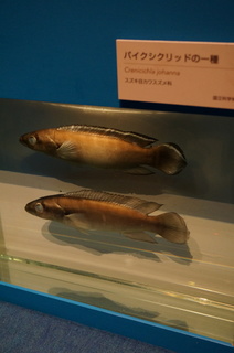 国立科学博物館＠アマゾン川の生き物展、パイクシクリッドの一種