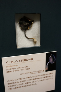 国立科学博物館＠アマゾンの菌類の標本、イッポンシメジ属の一種