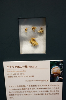国立科学博物館＠アマゾンの菌類の標本、チチタケ属の一種