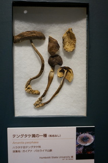 国立科学博物館＠アマゾンの菌類の標本、テングタケ属の一種