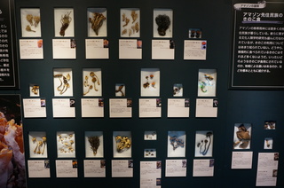 国立科学博物館＠アマゾンの菌類の標本