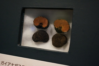 国立科学博物館＠アマゾンの菌類の標本、ガイアナガステル属の一種
