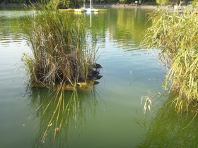 板橋区の見次公園の池