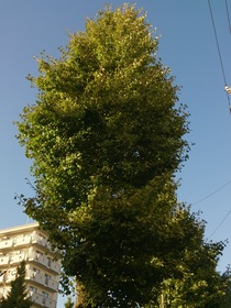 板橋区、西台付近のイチョウの木