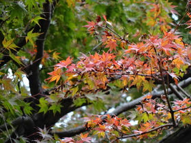 SONYのDSC-QX10で森林公園付近の紅葉したカエデをテスト撮影